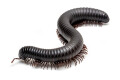 Spiropoeus fischeri adult